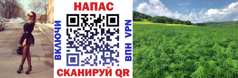 Бошки марихуана индика  Курск 